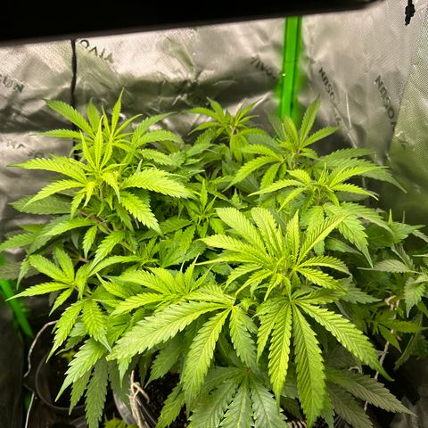 Lady growlog timeline photo
