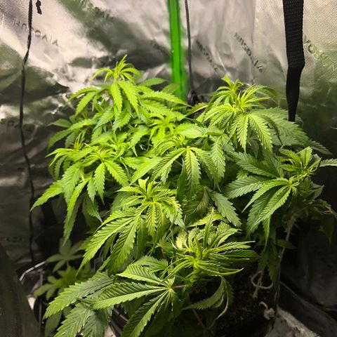 Lady growlog timeline photo