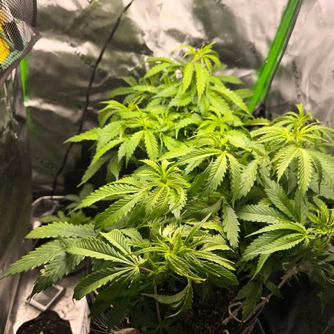 Lady growlog timeline photo