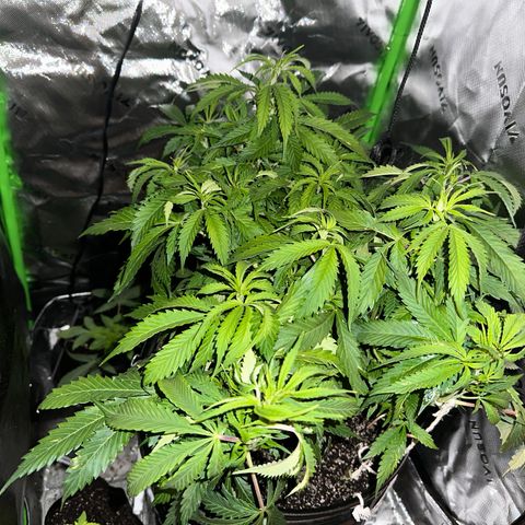 Lady growlog timeline photo