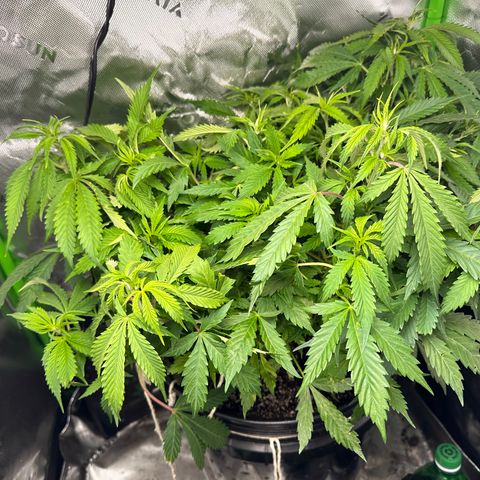 Lady growlog timeline photo