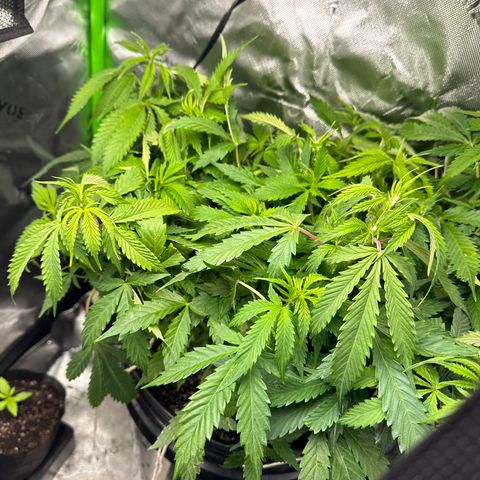 Lady growlog timeline photo