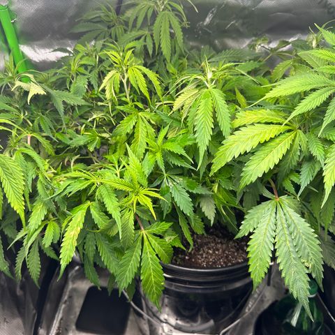Lady growlog timeline photo