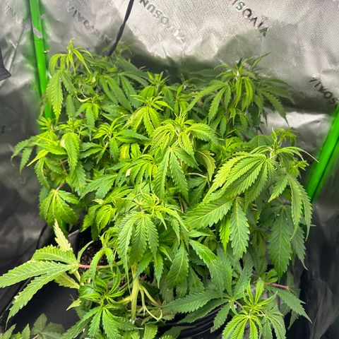 Lady growlog timeline photo