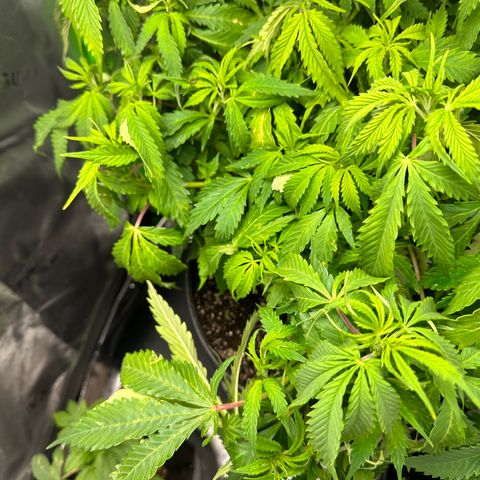 Lady growlog timeline photo