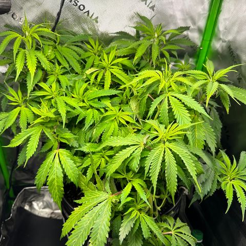 Lady growlog timeline photo