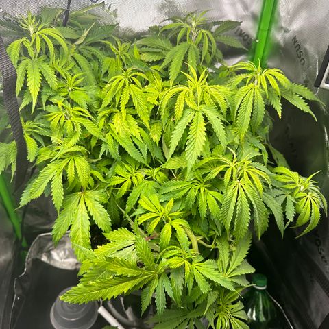 Lady growlog timeline photo