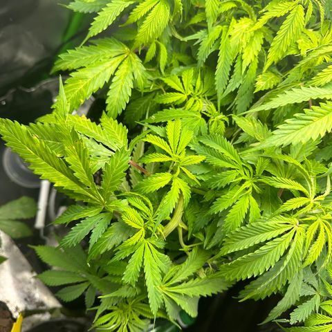 Lady growlog timeline photo
