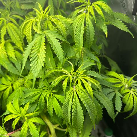 Lady growlog timeline photo