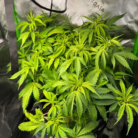 Lady growlog timeline photo