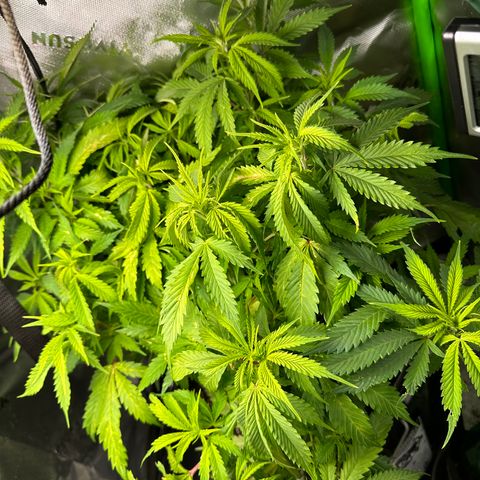 Lady growlog timeline photo