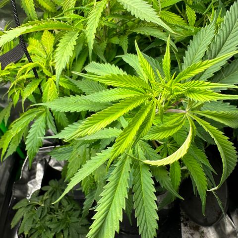 Lady growlog timeline photo