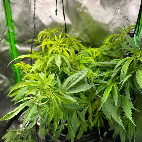Lady growlog timeline photo
