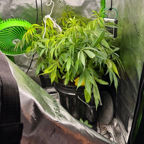 Lady growlog timeline photo