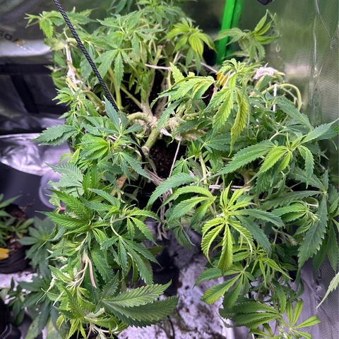 Lady growlog timeline photo