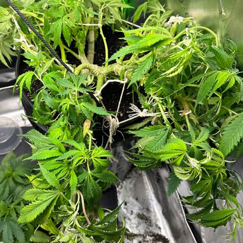 Lady growlog timeline photo