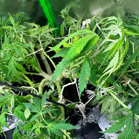 Lady growlog timeline photo