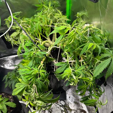 Lady growlog timeline photo