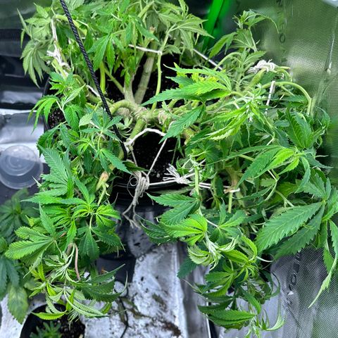Lady growlog timeline photo
