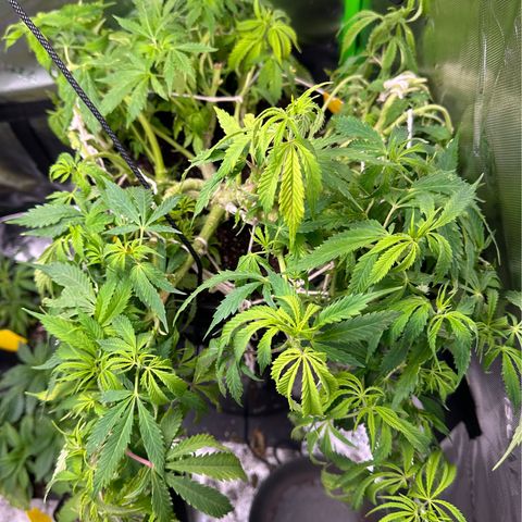 Lady growlog timeline photo