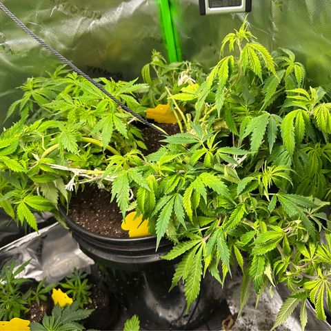 Lady growlog timeline photo
