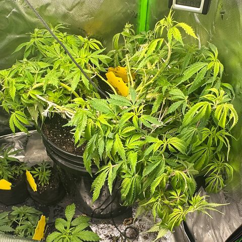 Lady growlog timeline photo