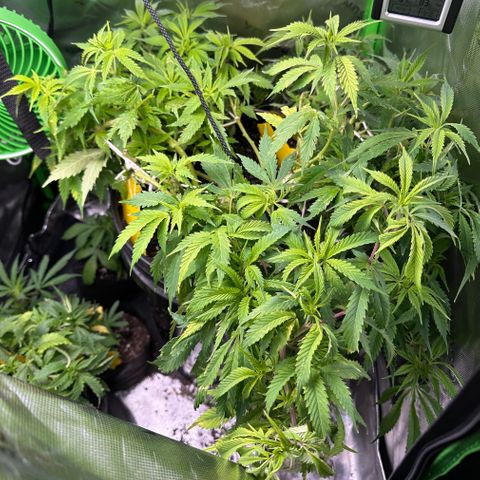 Lady growlog timeline photo