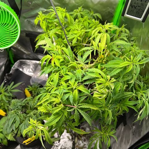 Lady growlog timeline photo