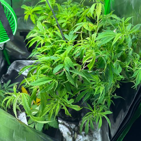 Lady growlog timeline photo