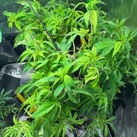 Lady growlog timeline photo