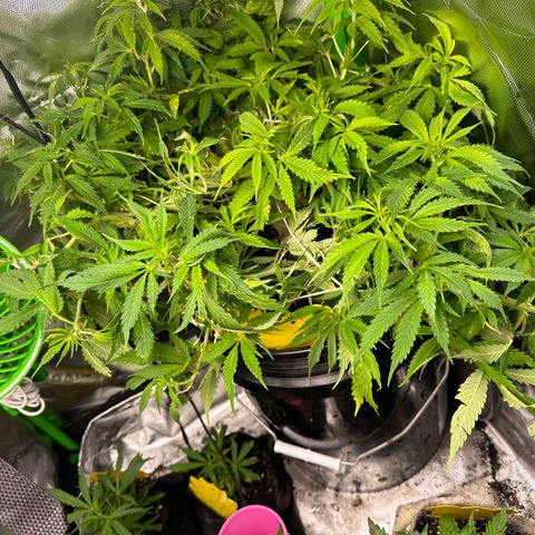 Lady growlog timeline photo
