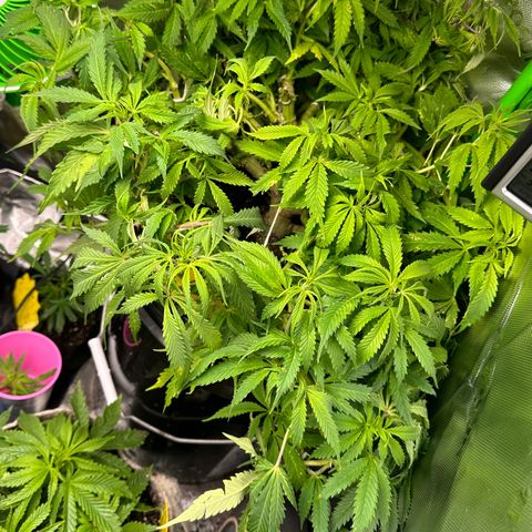 Lady growlog timeline photo
