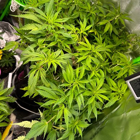 Lady growlog timeline photo