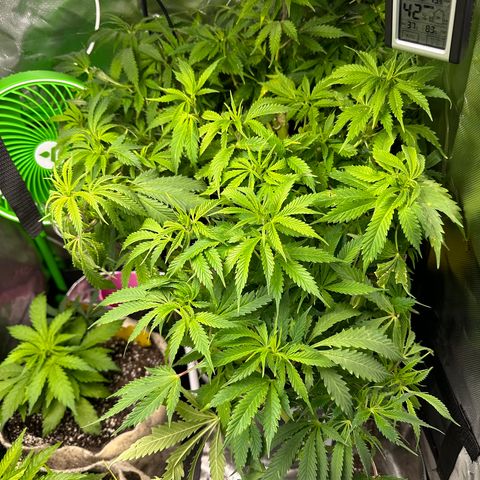 Lady growlog timeline photo