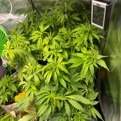 Lady growlog timeline photo
