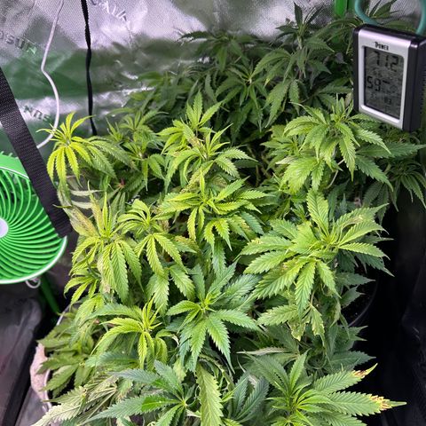Lady growlog timeline photo