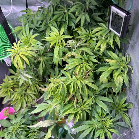 Lady growlog timeline photo