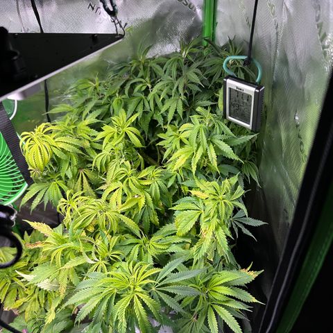 Lady growlog timeline photo