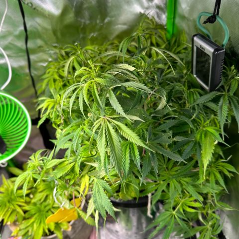 Lady growlog timeline photo