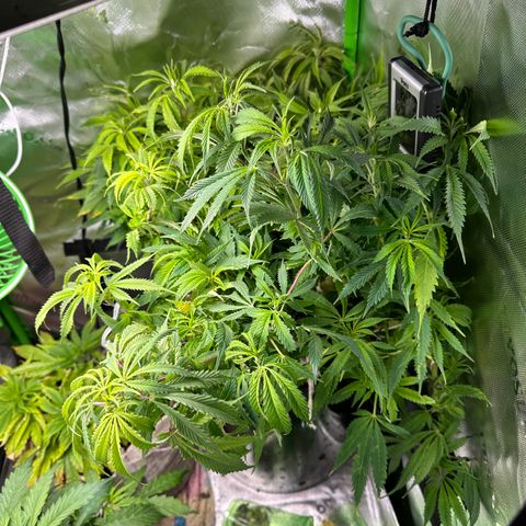 Lady growlog timeline photo