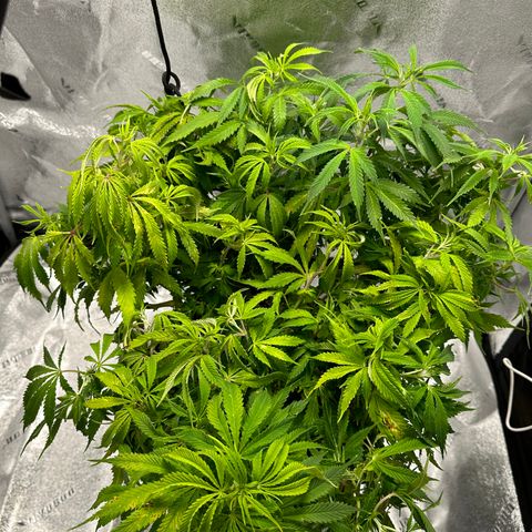 Lady growlog timeline photo