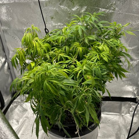 Lady growlog timeline photo