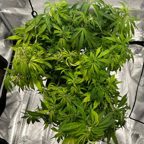 Lady growlog timeline photo