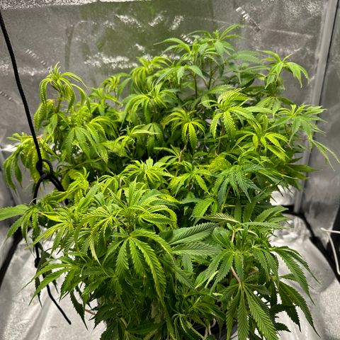 Lady growlog timeline photo