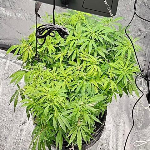 Lady growlog timeline photo