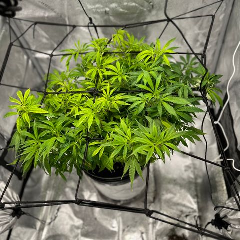 Lady growlog timeline photo