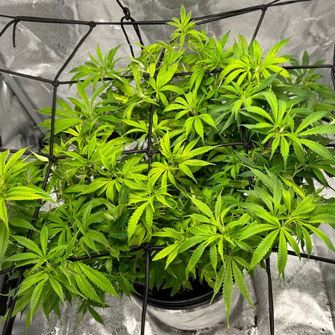 Lady growlog timeline photo