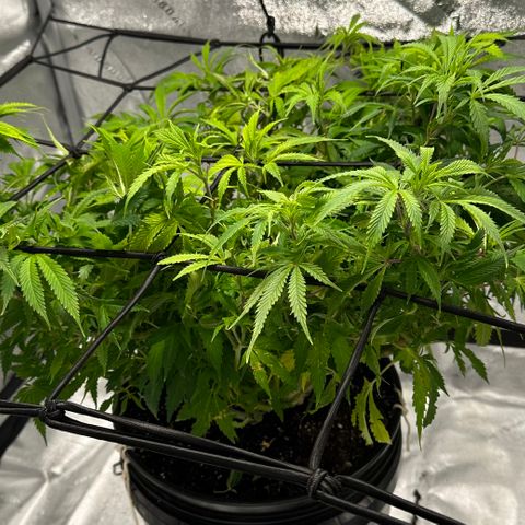Lady growlog timeline photo