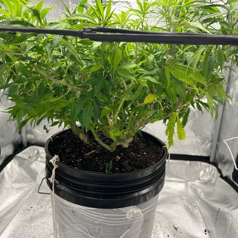Lady growlog timeline photo