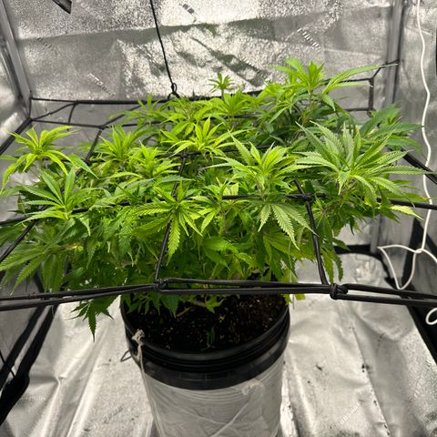 Lady growlog timeline photo